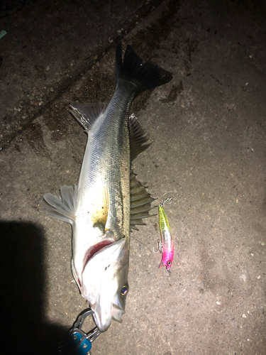 シーバスの釣果