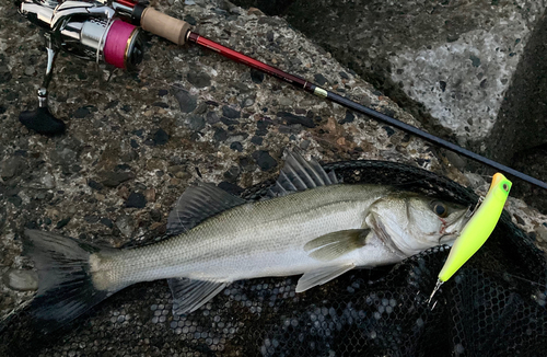 シーバスの釣果