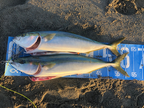 ワラサの釣果