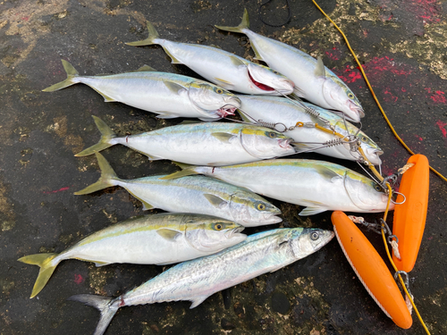 イナダの釣果