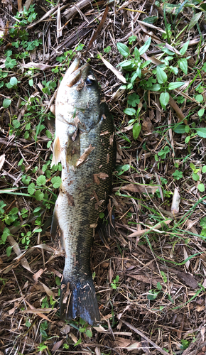 ブラックバスの釣果