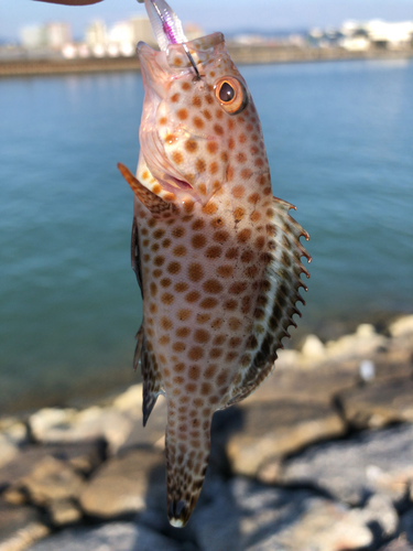 オオモンハタの釣果