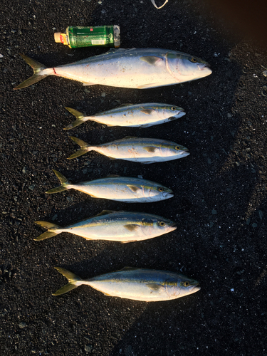 ワラサの釣果