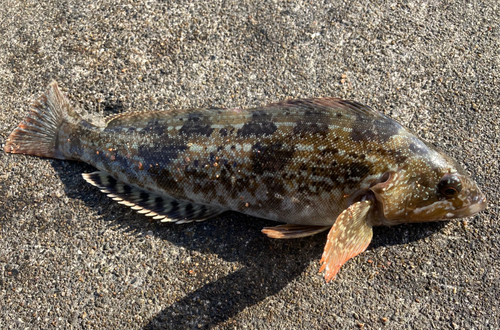 アイナメの釣果