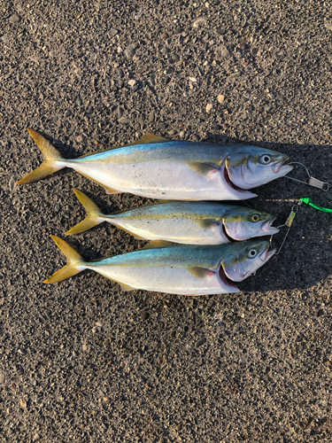 イナダの釣果