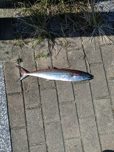 サゴシの釣果