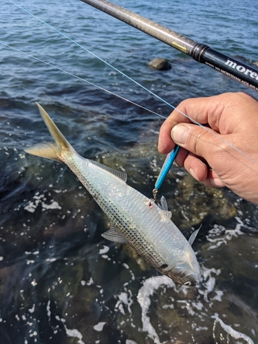 コノシロの釣果