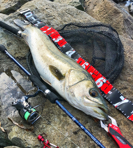 スズキの釣果