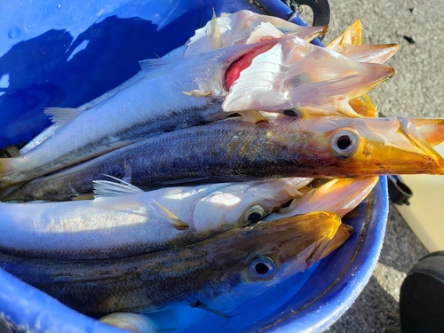 カマスの釣果