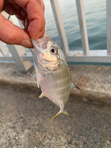 メッキの釣果