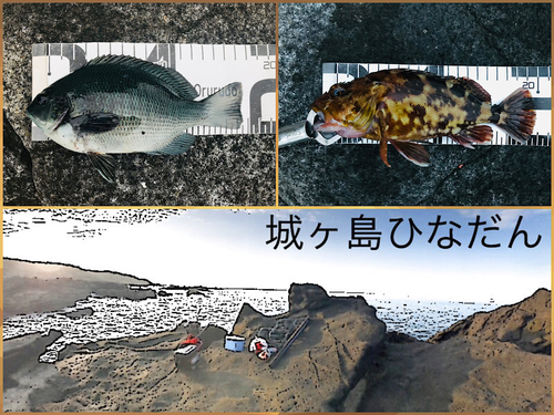 イソカサゴの釣果