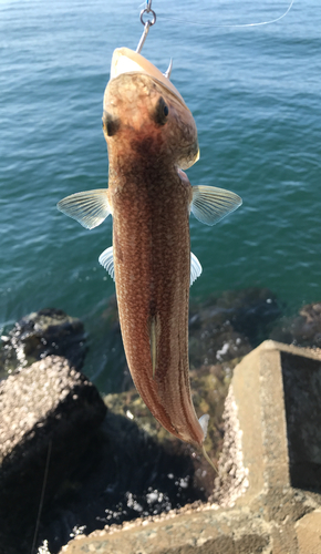 エソの釣果