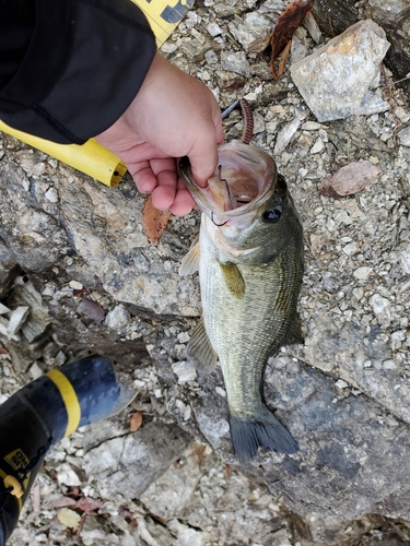 ブラックバスの釣果