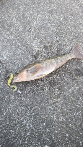 アイナメの釣果