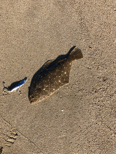 ソゲの釣果