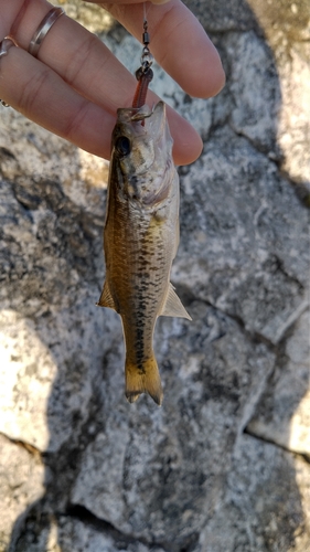 ブラックバスの釣果