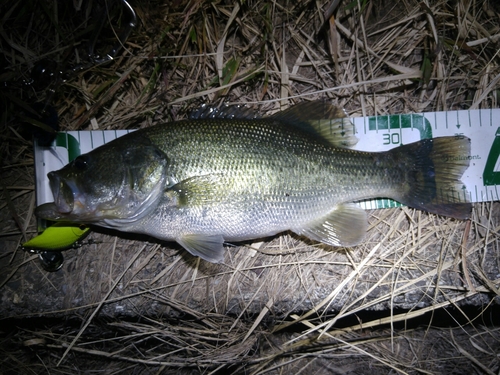 ブラックバスの釣果