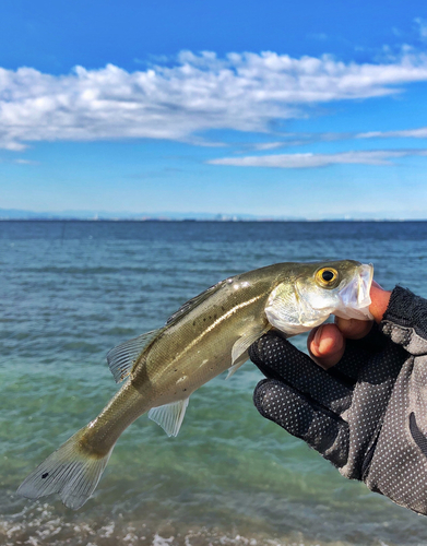 セイゴ（マルスズキ）の釣果