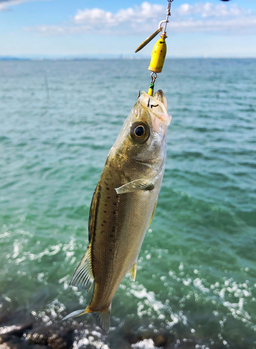 セイゴ（マルスズキ）の釣果