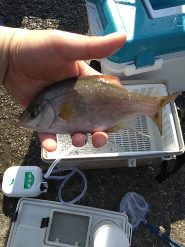 ウミタナゴの釣果