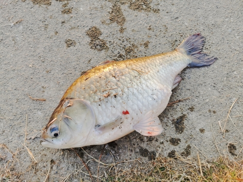 ヘラブナの釣果