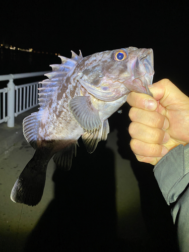 クロソイの釣果