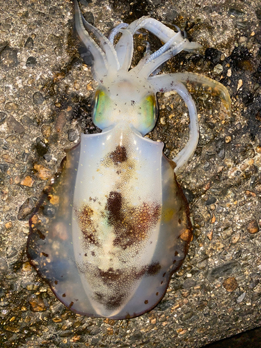 アオリイカの釣果