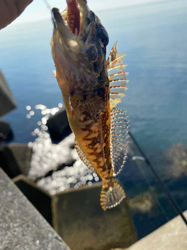 アナハゼの釣果