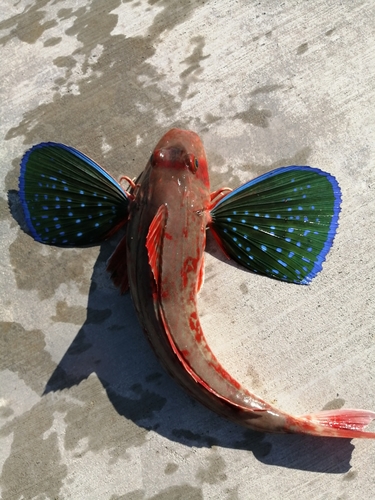 ホウボウの釣果