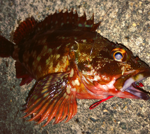 カサゴの釣果