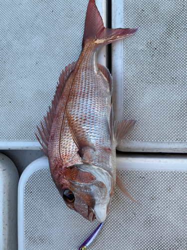 タイの釣果