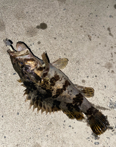 タケノコメバルの釣果