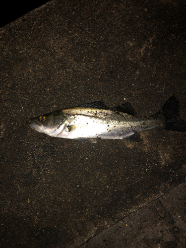 セイゴ（マルスズキ）の釣果