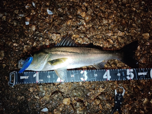 シーバスの釣果