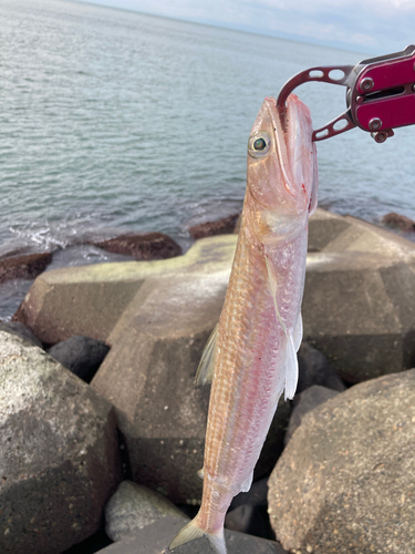 エソの釣果