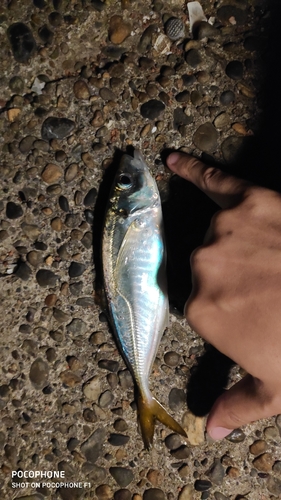 マアジの釣果