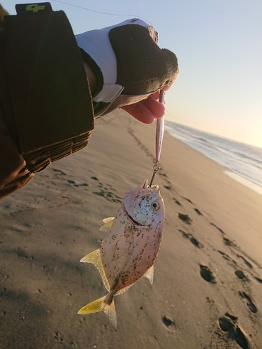 ロウニンアジの釣果