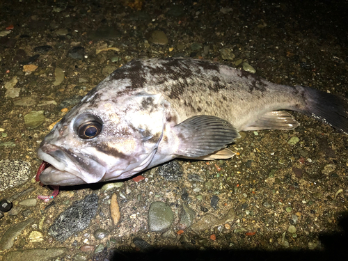 クロソイの釣果