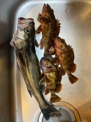 セイゴ（タイリクスズキ）の釣果