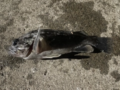 クロソイの釣果