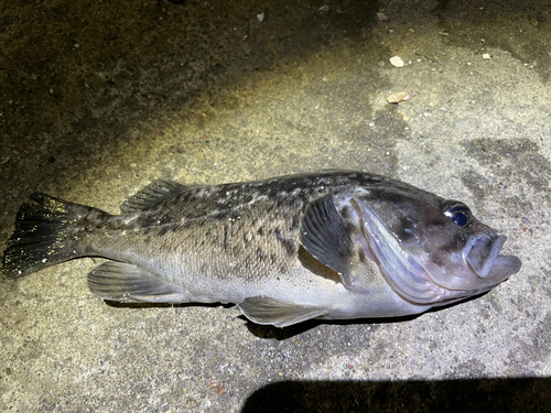 クロソイの釣果