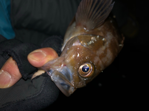 エゾメバルの釣果