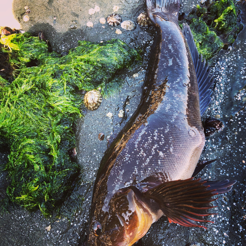 アイナメの釣果