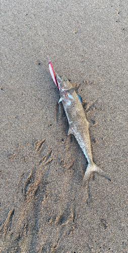 サゴシの釣果