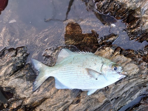 イスズミの釣果