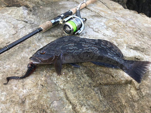 アイナメの釣果