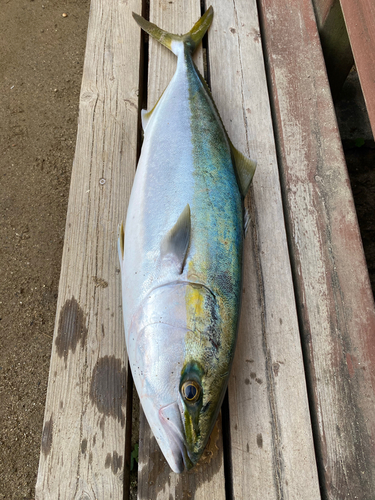 ハマチの釣果