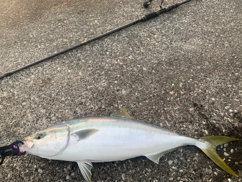 ブリの釣果