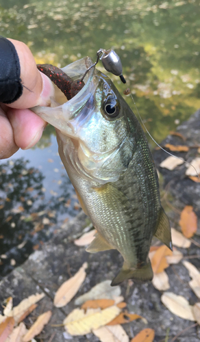 ラージマウスバスの釣果