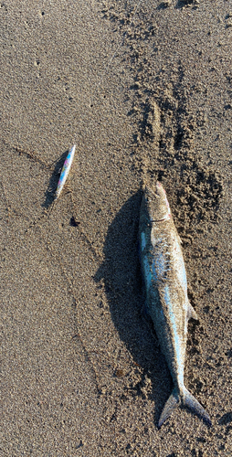 サゴシの釣果